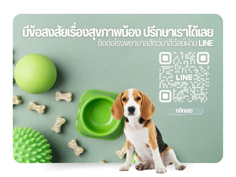 โรงพยาบาลสัตว์มาลีวัลย์ (5)